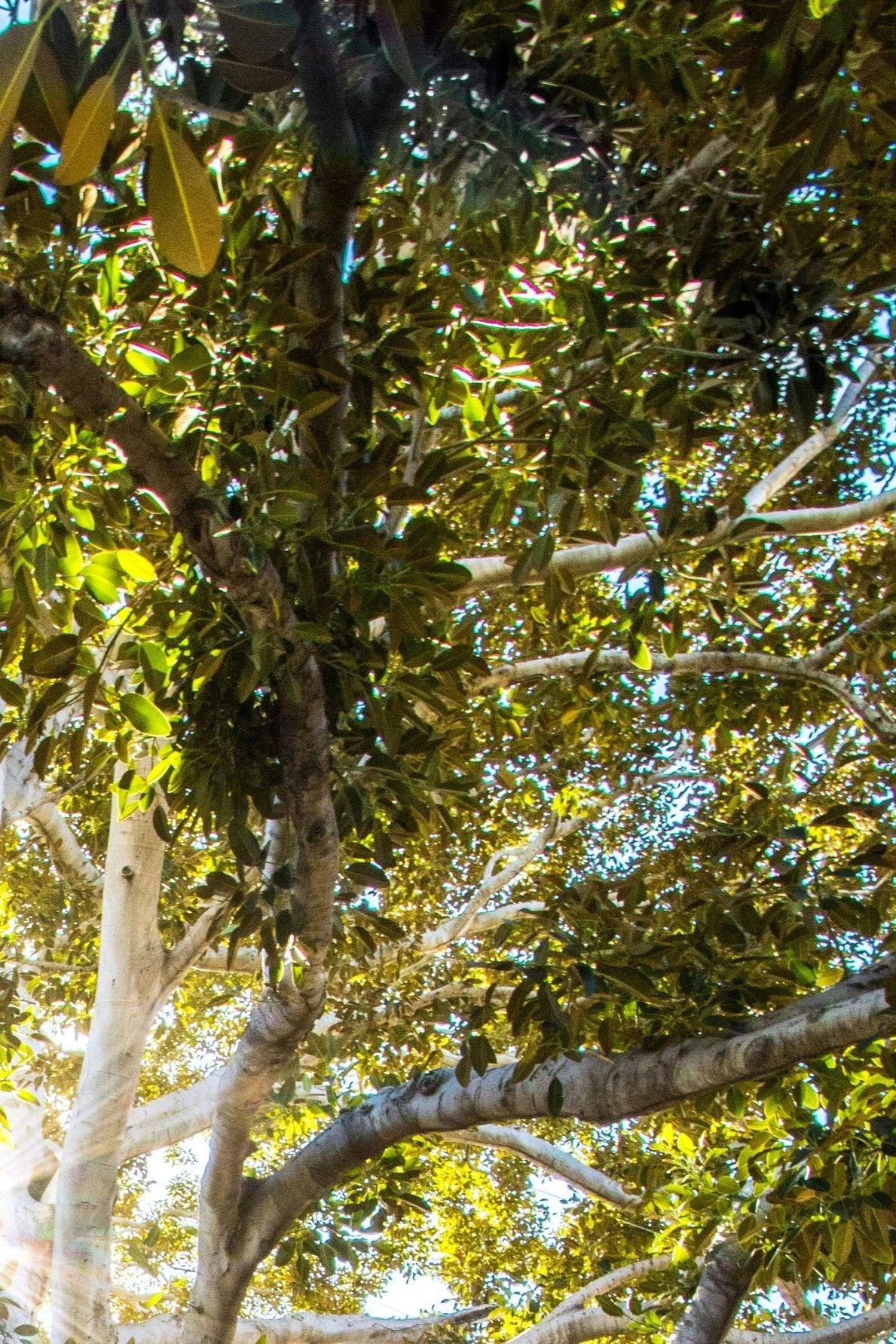 View of the upper part of a tree with green leaves and branches, sunlight shining through, and a blue sky visible in the background. It is part of a tree, indicating it is part of a whole.