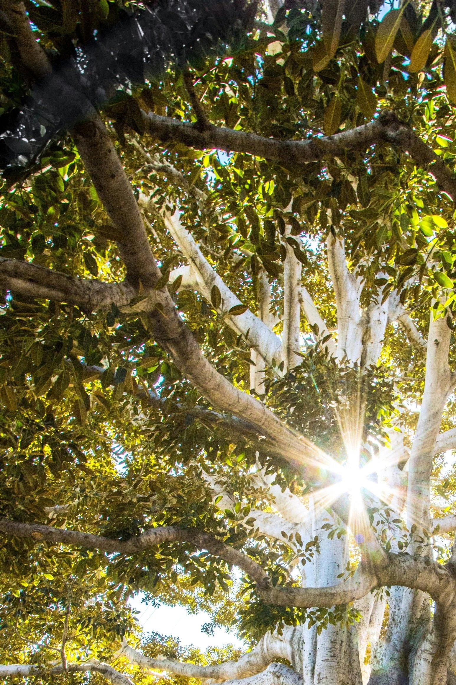 Sunshine filters through tree branches and leaves, creating a bright and vibrant scene of green foliage and sunlight, it is part of a photo of a tree, indicating it is part of a whole.