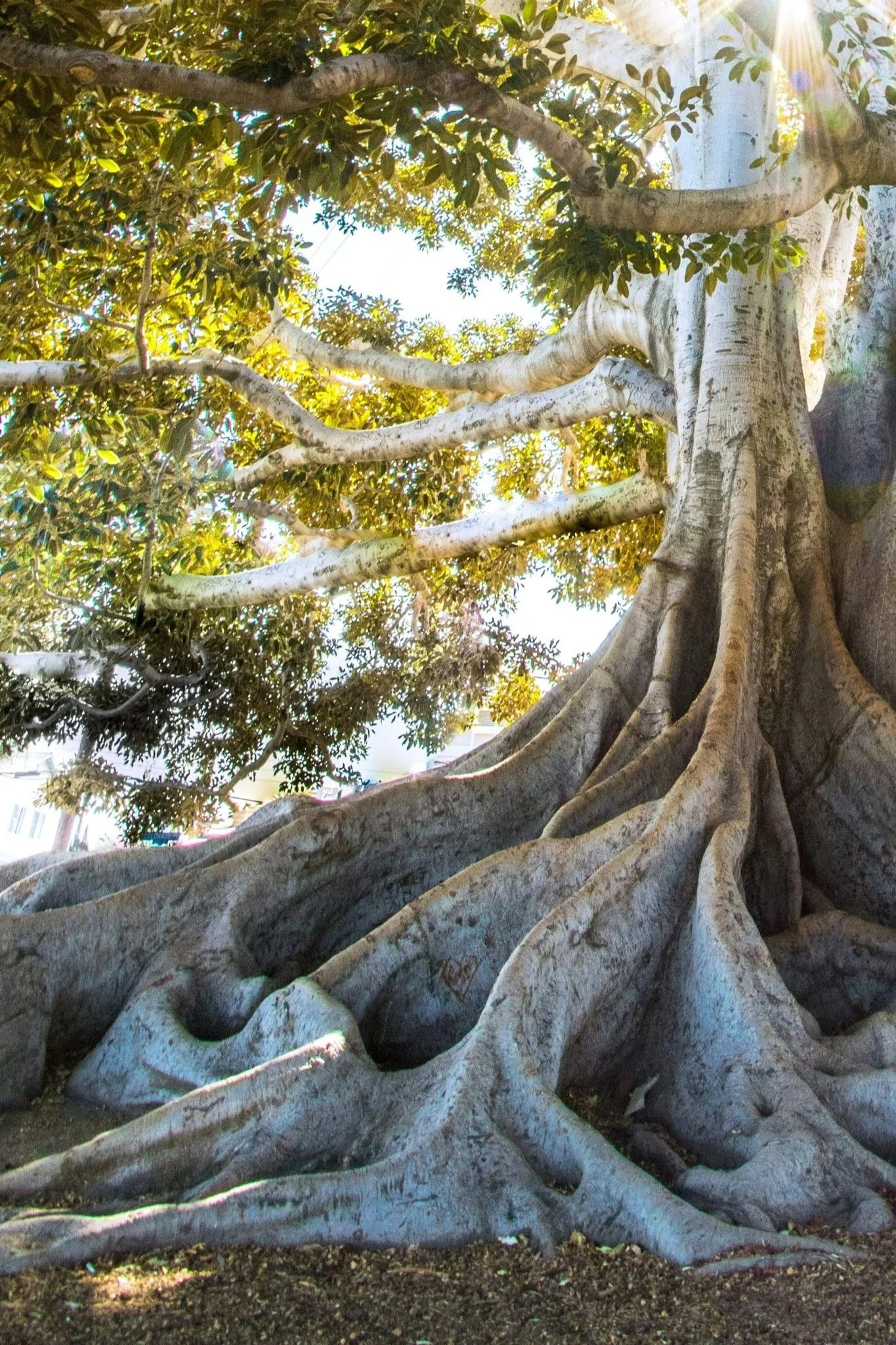 A large, twisted tree with thick, sprawling roots and a lush green canopy, sunlight filtering through the leaves. It is part of the tree, just as individuals are made up of parts