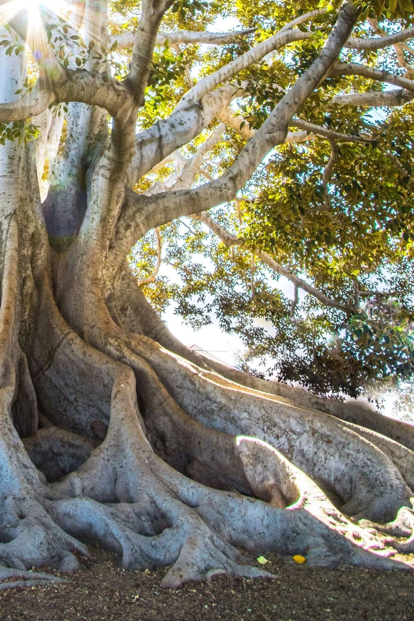 Large, sprawling tree with thick, twisting branches and a solid trunk, sunny day with sunlight filtering through leaves, visible ground below. It is part of a tree, just as people are made up of many parts.