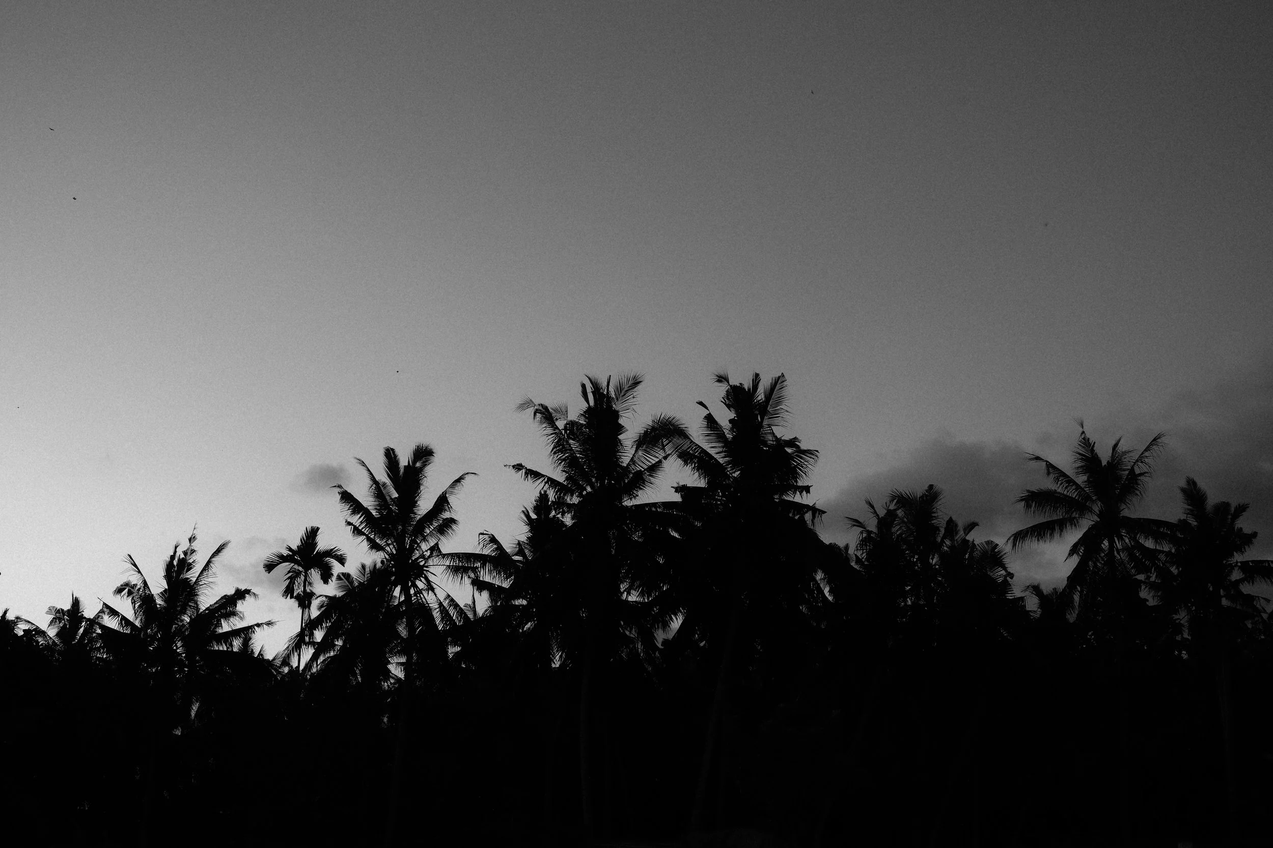 Palmen