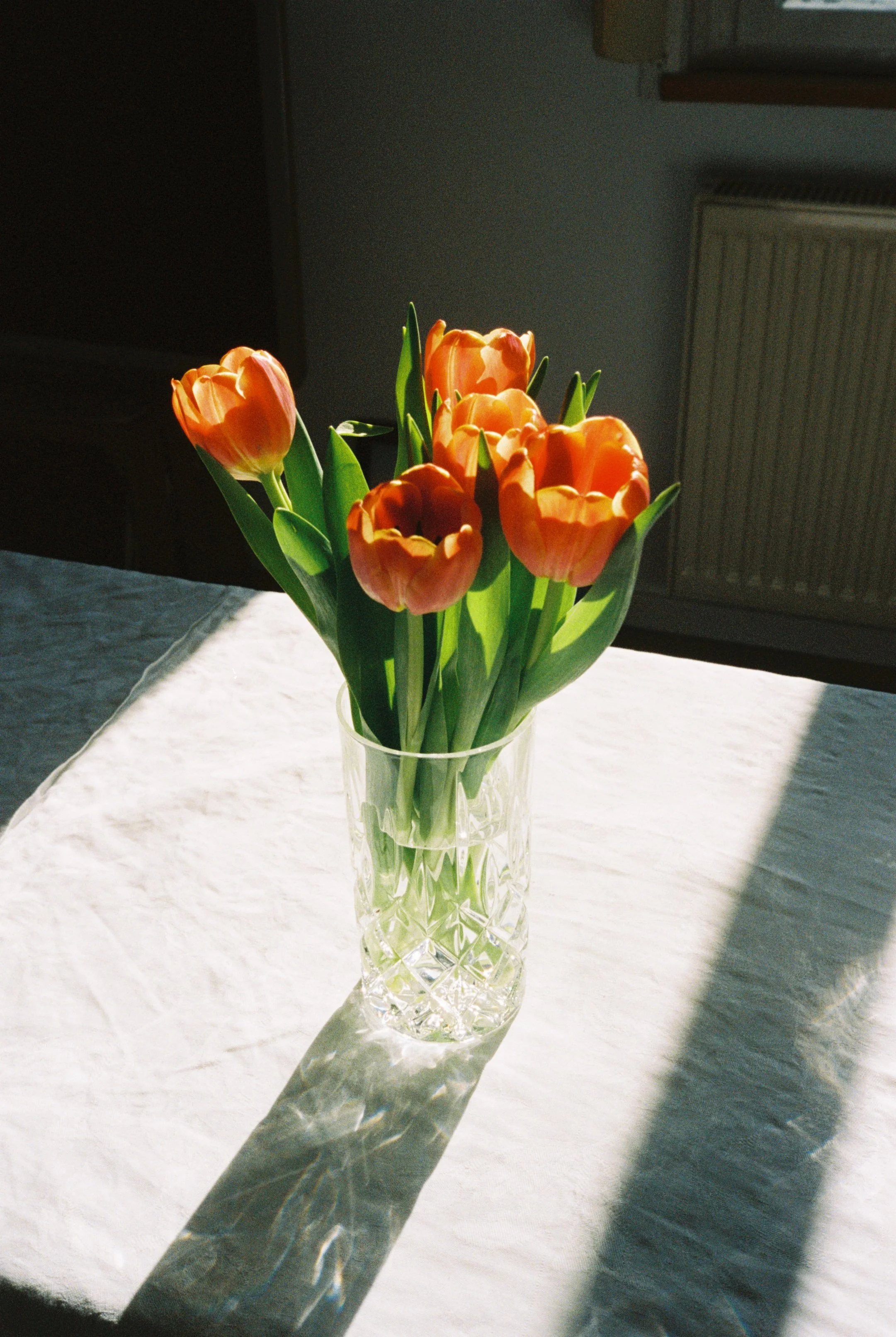 Tulpe im Sonnenlicht