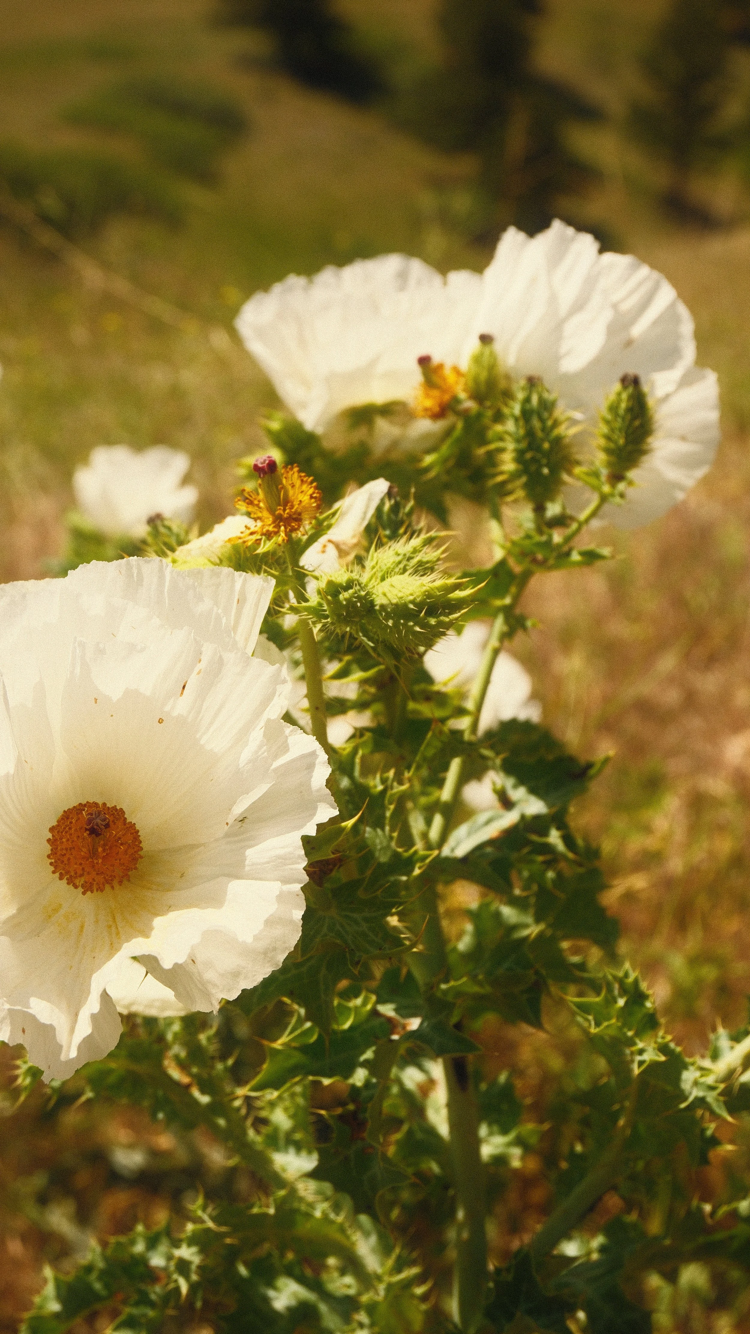DSCF1434.JPG