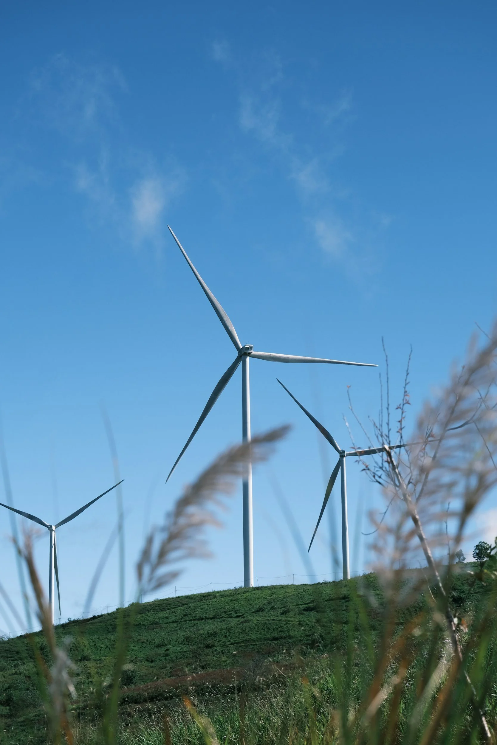 A landscape with multiple wind turbines on a grassy hill under a bright blue sky with wispy clouds, with some dry grass and plants in the foreground.