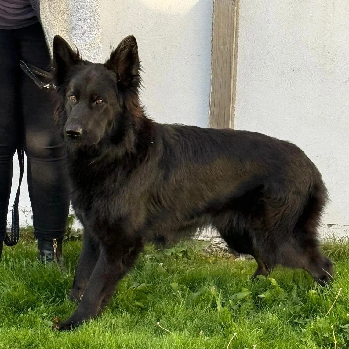 A black German Shepherd dog with a thick, shiny coat standing on green grass next to a building wall.