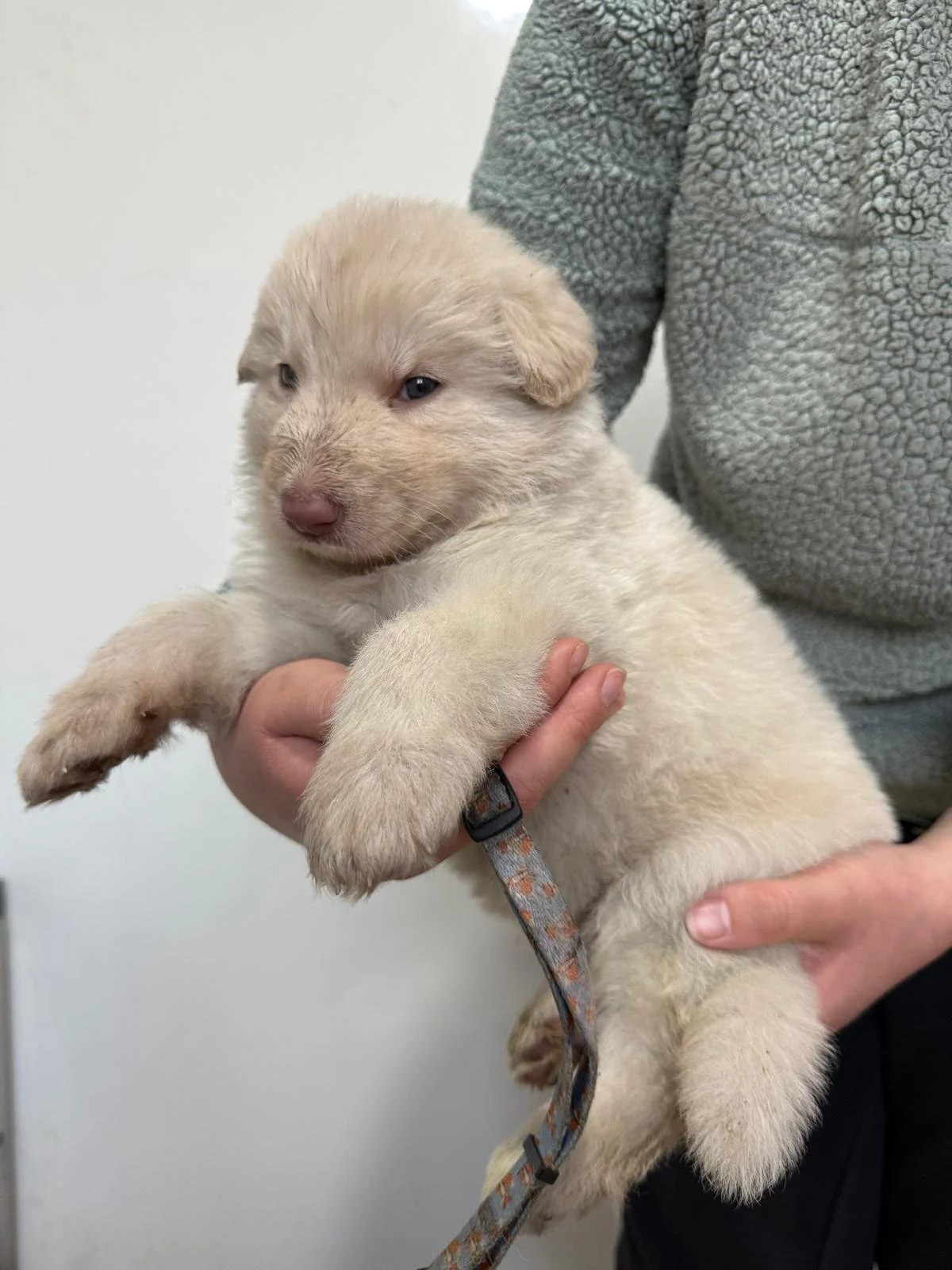 Person holding a very young German Shepherd puppy with a furry white coat.