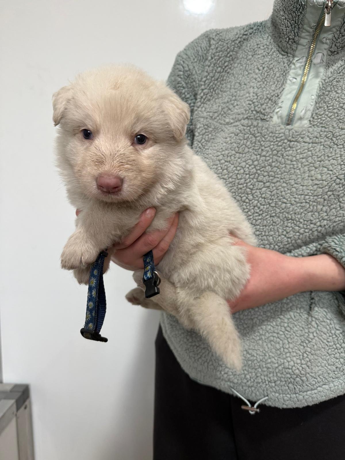 Person holding a very young German Shepherd puppy with a furry white coat.