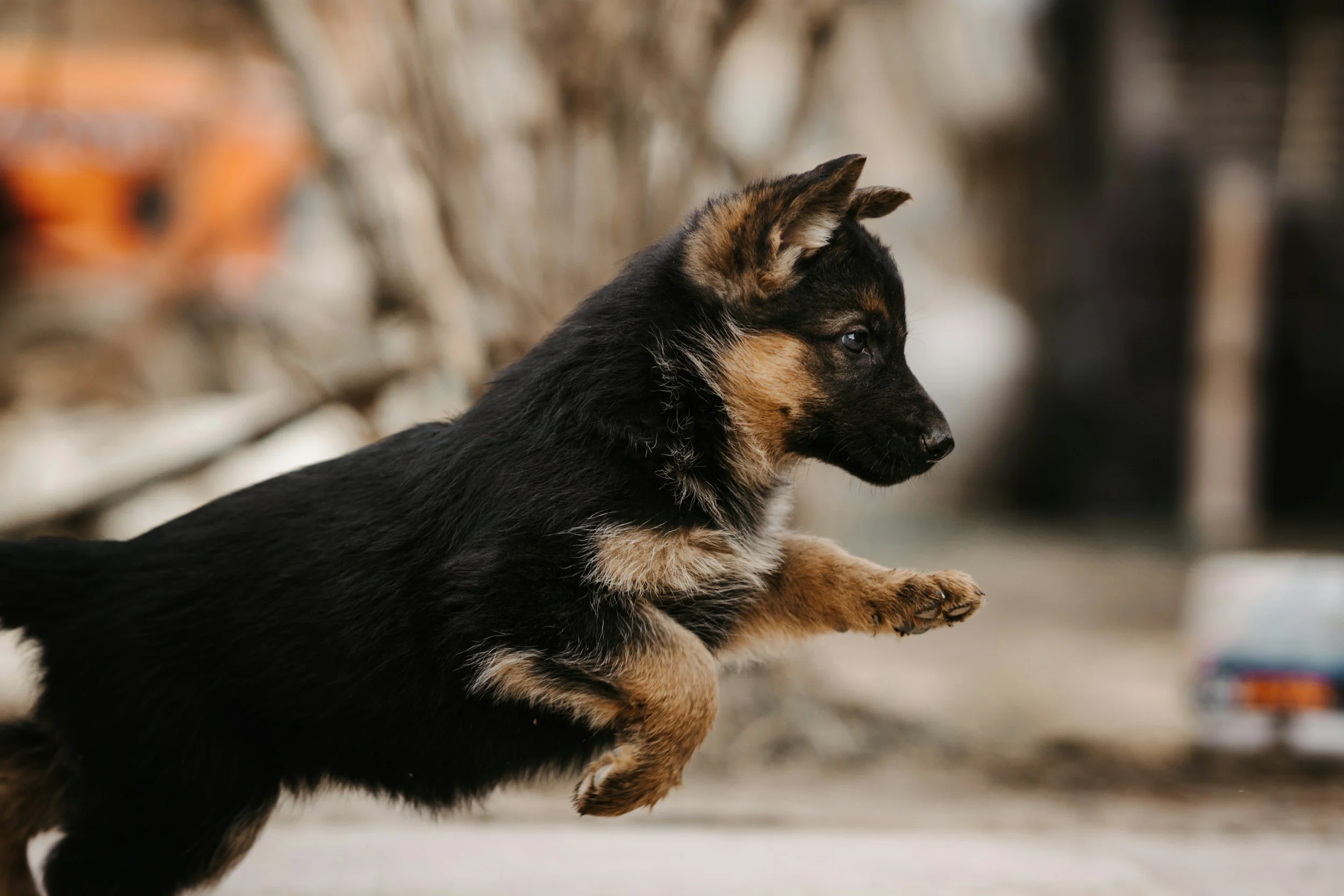 german shepherd puppies for sale at Celtacastus
