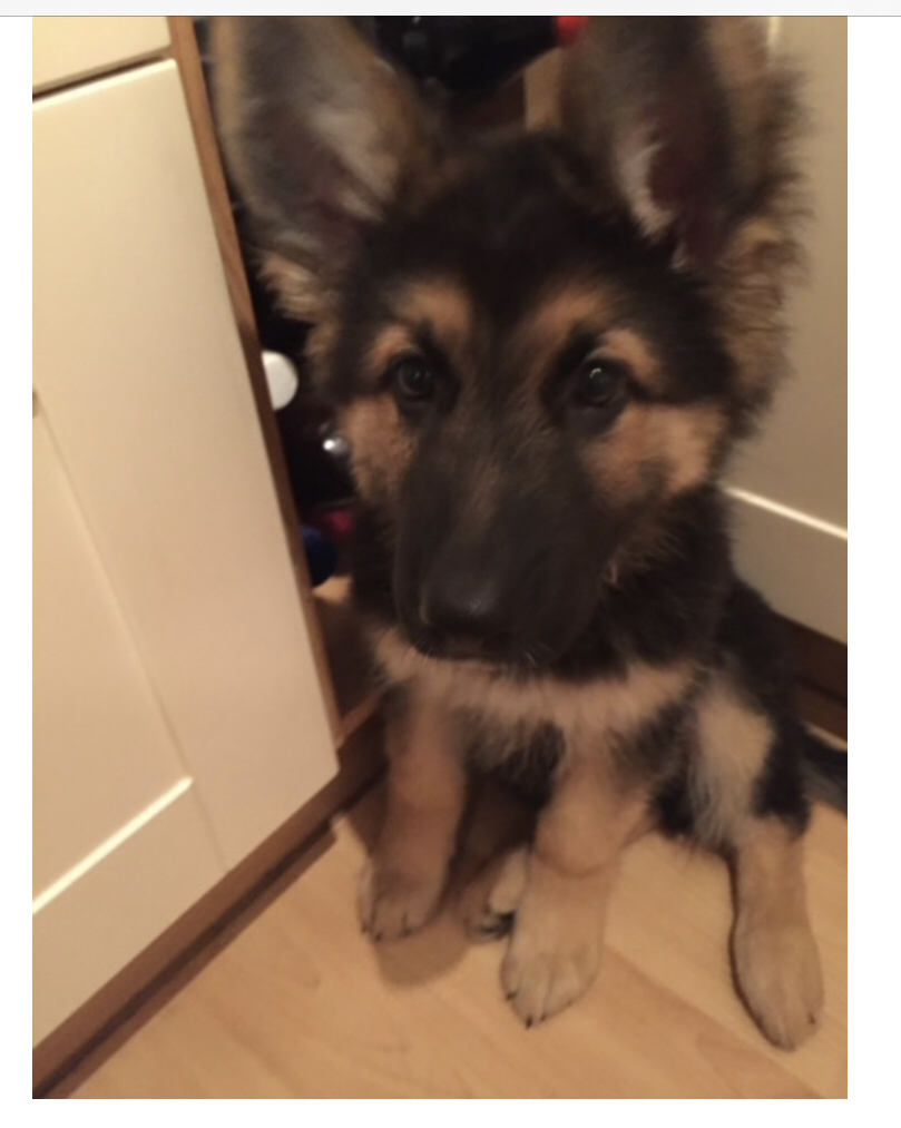 Hunter-as-a-puppy.png