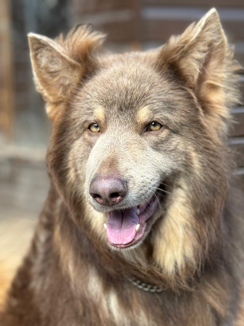 A close-up of a happy brown dog with yellowish eyes, open mouth, and tongue slightly out, wearing a chain collar, in front of a blurred wooden fence.