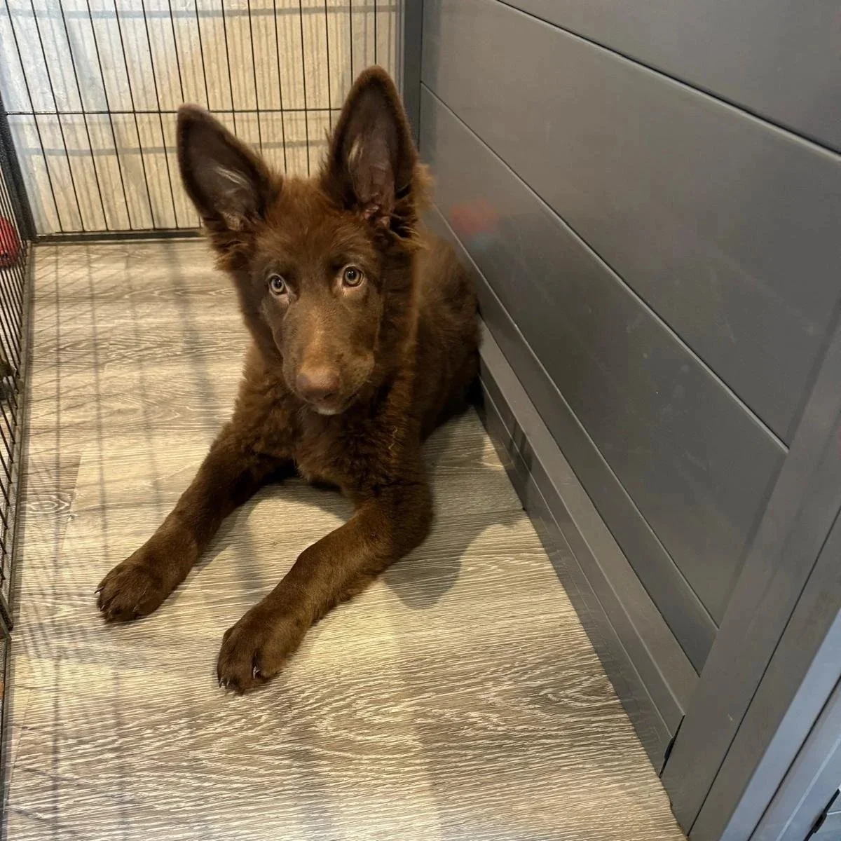 Liver coat German Shepherd