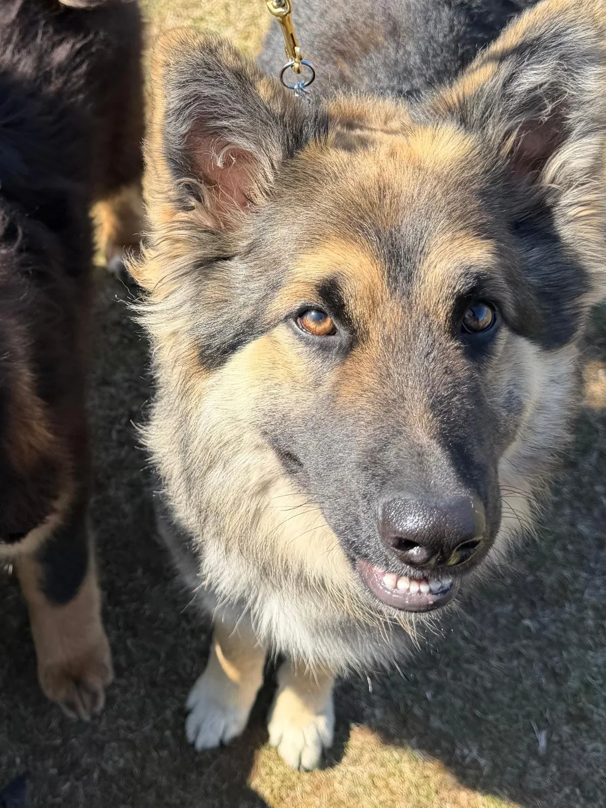 Boo, a dark sable long coat German Shepherd