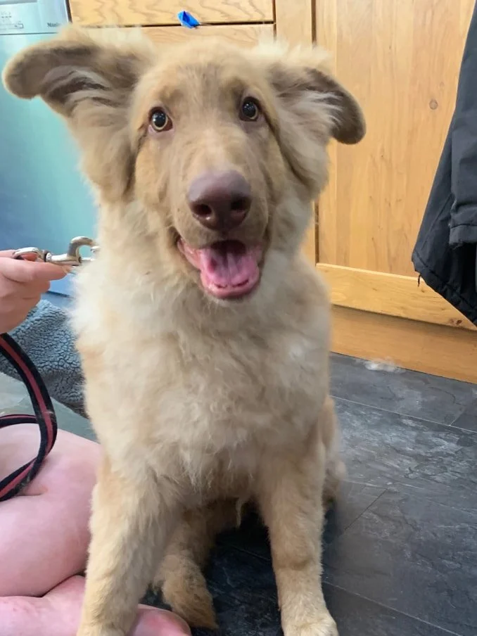 A happy, fluffy dog with light brown fur, sitting on a dark floor inside a wooden room, with a person holding its leash.
