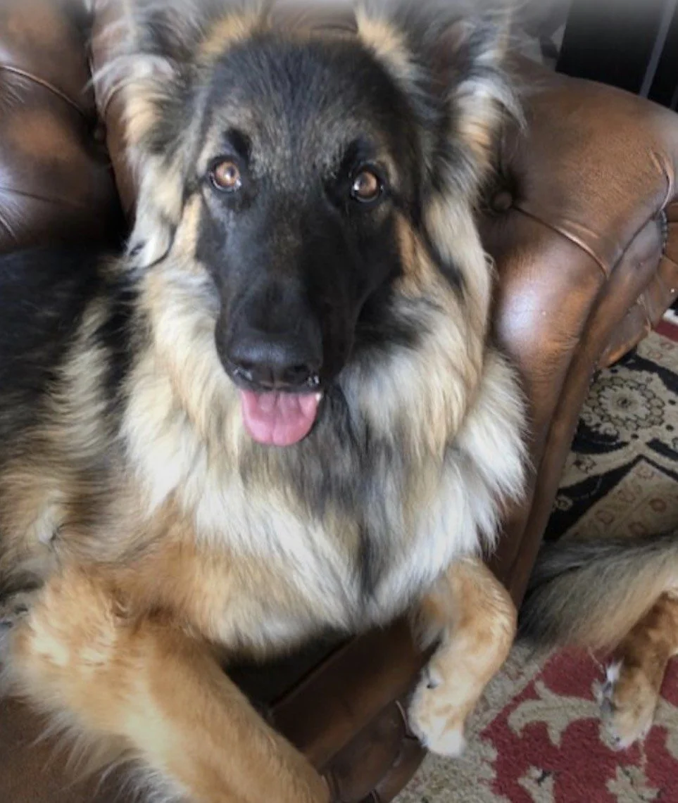 same family - 3 dogs.jpeg