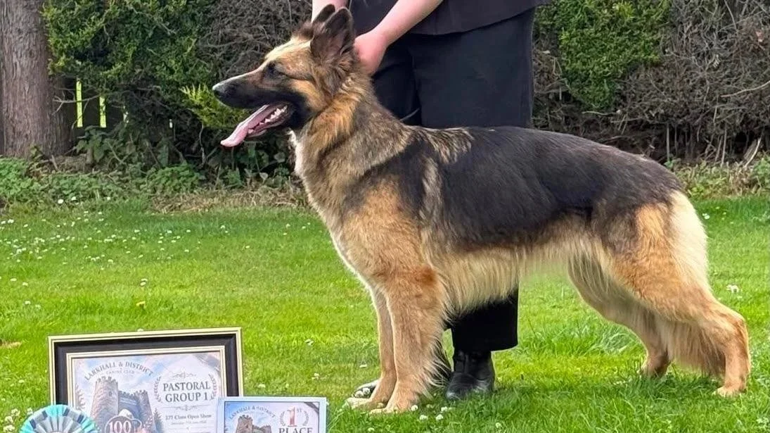 Robyn from Celtacastus 2027 Crufts qualifier