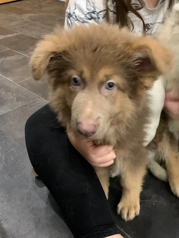 A young person sitting on a tiled floor holding a brown and white puppy with blue eyes and fluffy fur.