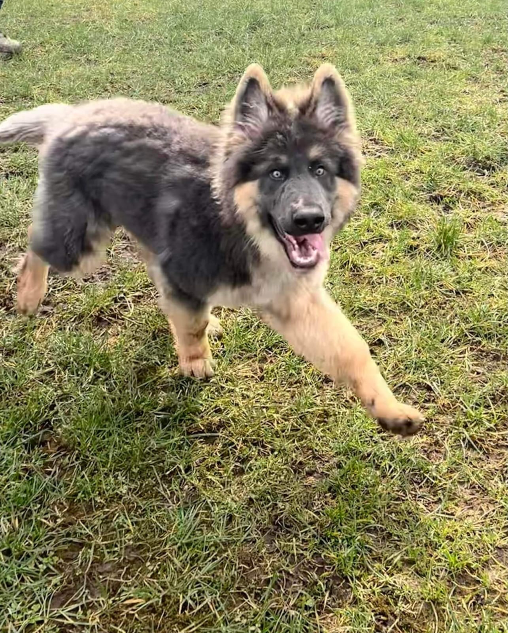 Close-up of a happy German Shepherd puppy with brown eyes and a black and tan coat.