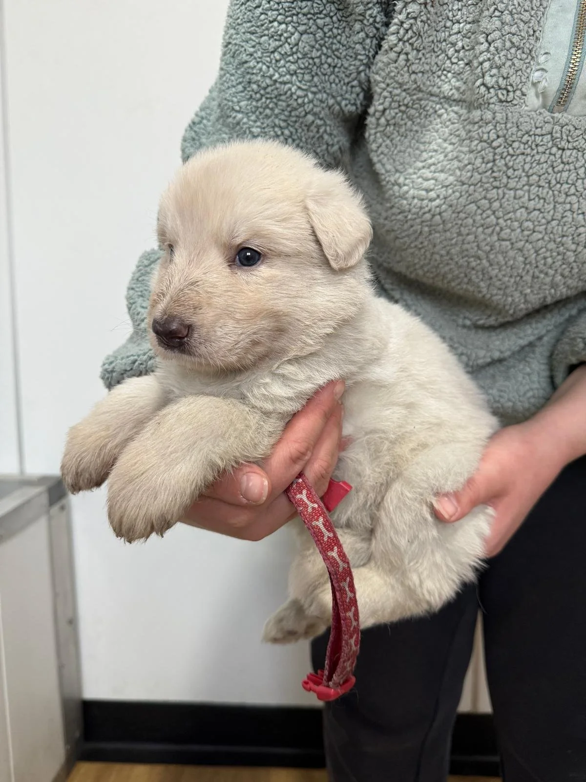 Person holding a very young German Shepherd puppy with a furry white coat.