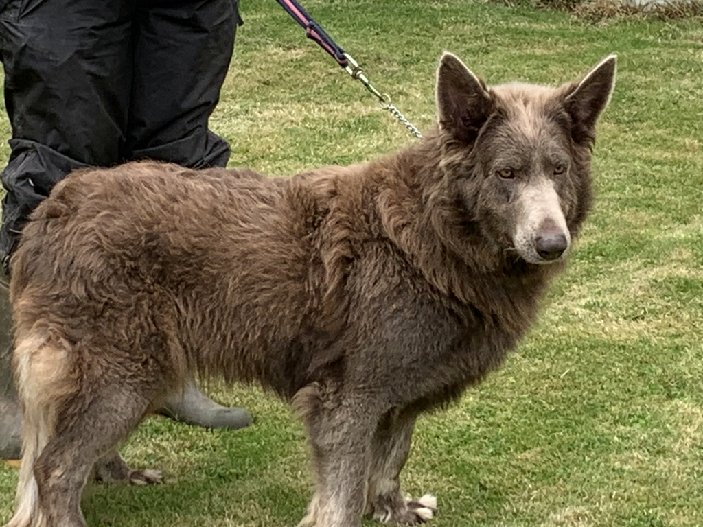 A large brown dog with a fluffy coat standing on grass, held on a leash by a person wearing black pants.