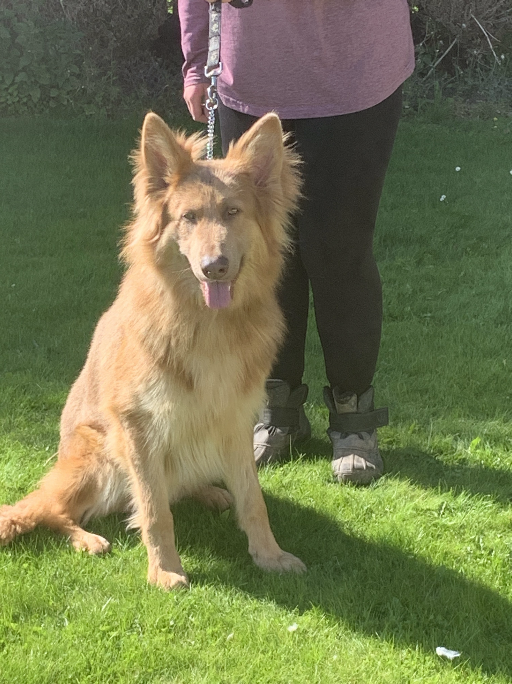 A person standing on green grass holding a leash attached to a brown dog with a fluffy coat and erect ears, sitting on the grass, with a background of bushes.