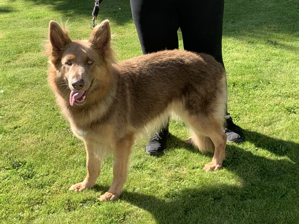 A tan and brown Australian Shepherd dog with one eye blue and one eye brown, standing on green grass with a person in black clothing behind it.