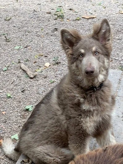Cute puppy with light brown fur and heterochromia sitting outdoors on a dirt path.