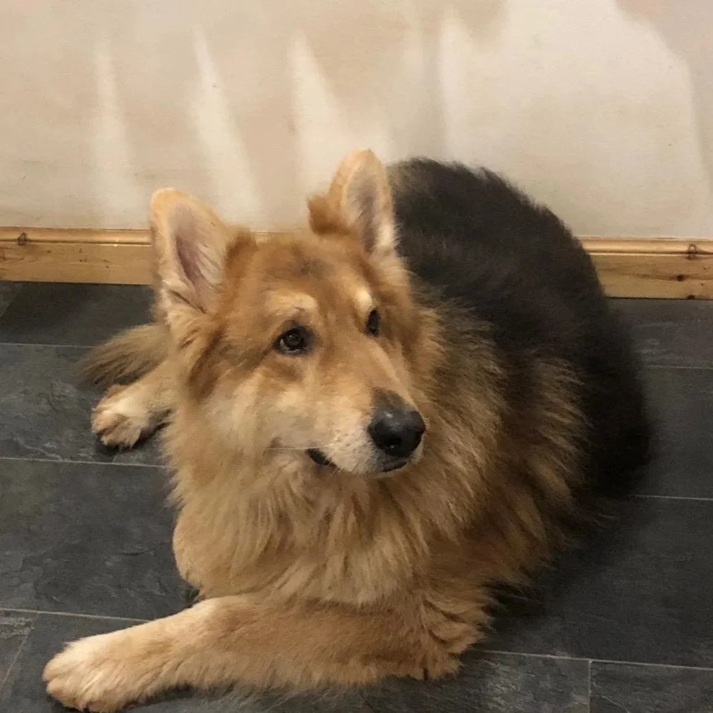 A fluffy German Shepherd with a golden-brown and black coat lying on a dark tiled floor next to a wall.