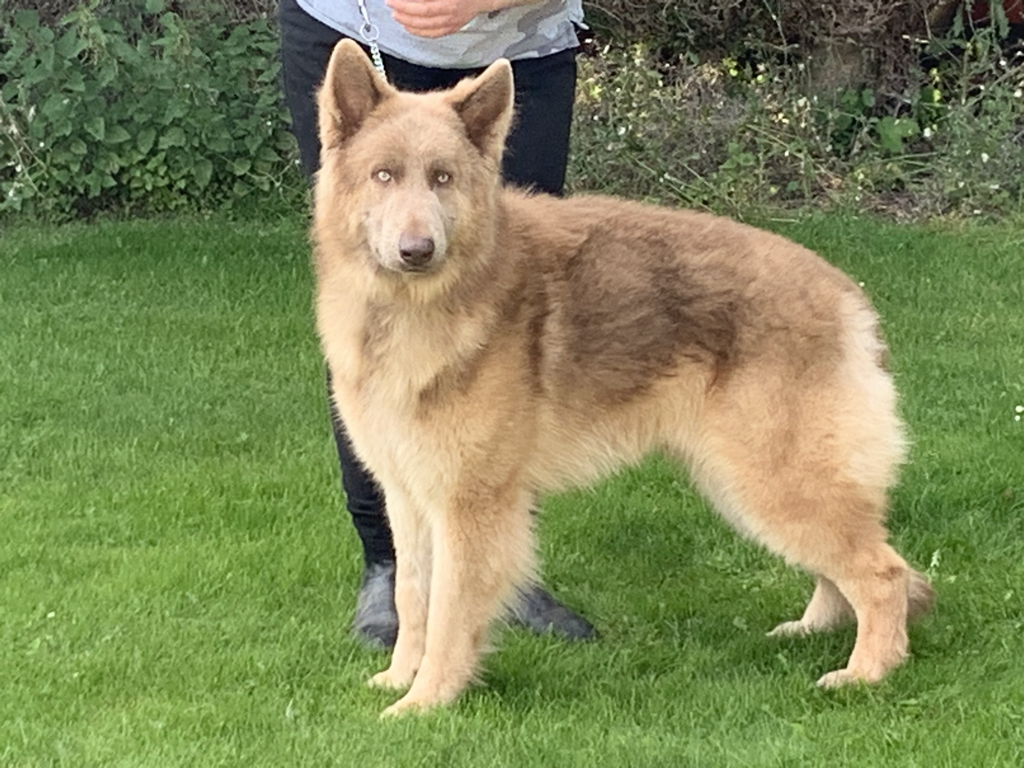 A tan and brown dog standing on green grass with a person behind it, holding a leash, and bushes in the background.