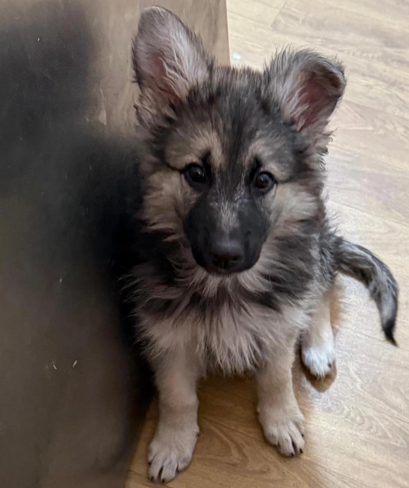 Adorable fluffy 8 week old German Shepherd puppy with brown and black fur, sitting on a wooden floor, looking up.