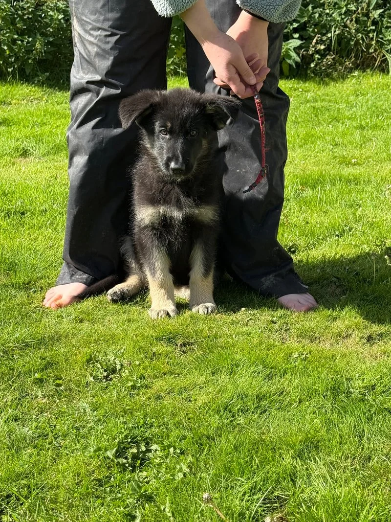 A person kneeling on green grass holding a young black and tan puppy on a leash. The puppy is sitting and looking at the camera.