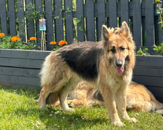 Close-up of a young German Shepherd puppy with brown and black fur, sitting on a blue surface indoors.