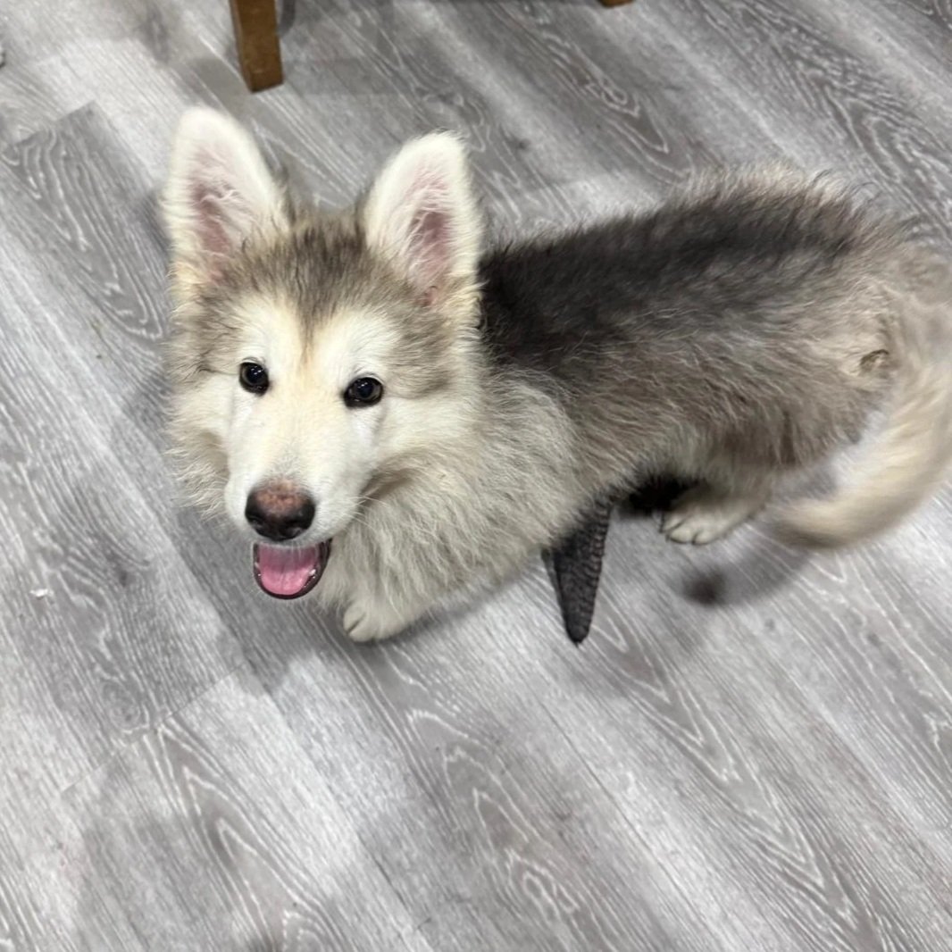 A happy, fluffy German Shepherd puppy with blue eyes and a black and white nose standing on a wooden floor.