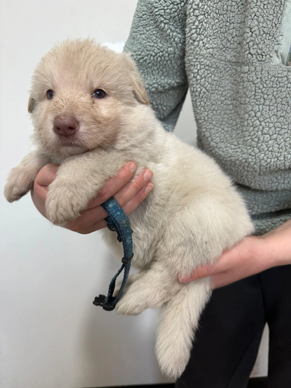 Person holding a very young German Shepherd puppy with a furry white coat.
