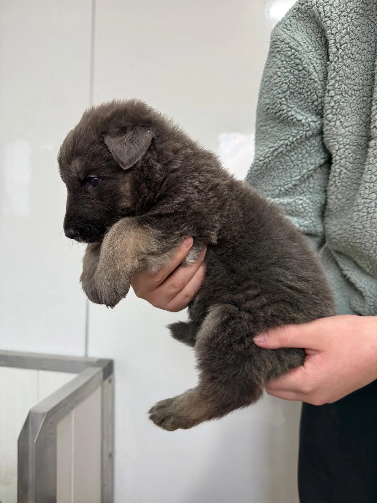 German Shepherd puppy being held for photograph by breeder at Celtacastus