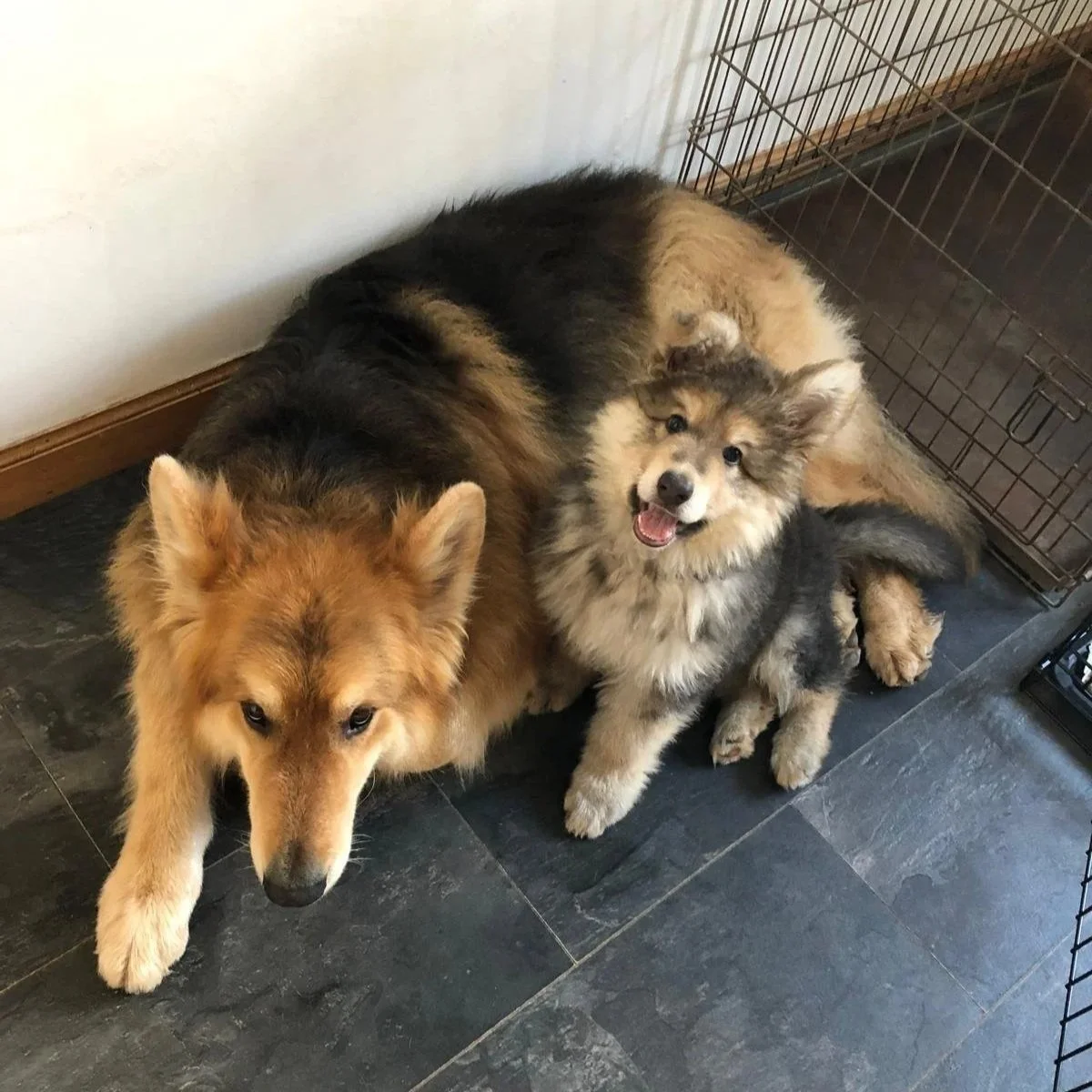 Two German Shepherd dogs lying on a tiled floor near a white wall and a metal pet crate, one large and one small, with the small dog looking up and smiling.