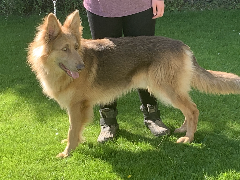 A large, fluffy, tan and brown dog standing on green grass with a person in black pants and purple shirt partially visible behind it.