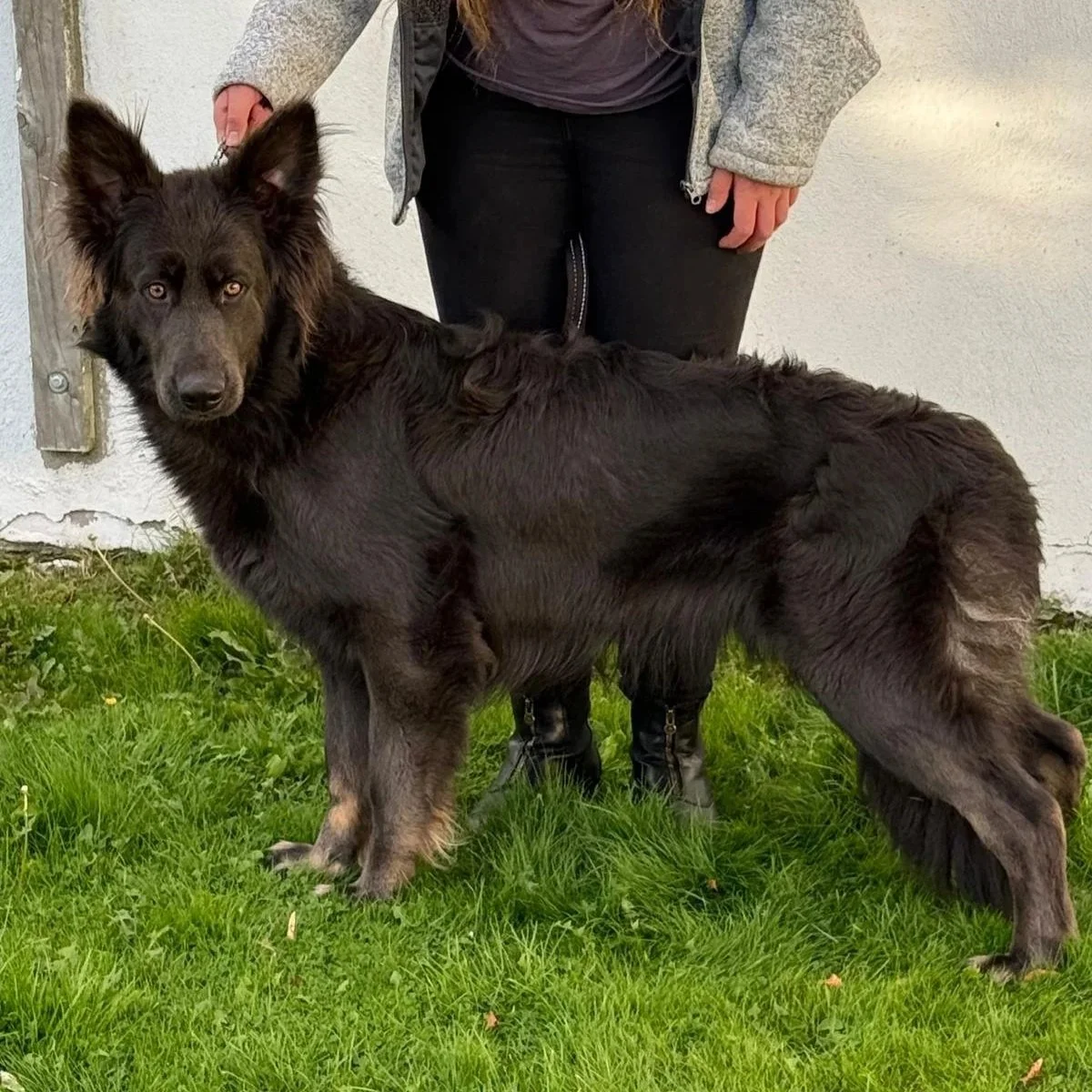 A solid blue coat German Shepherd dog with a person holding it with a lease on grass.