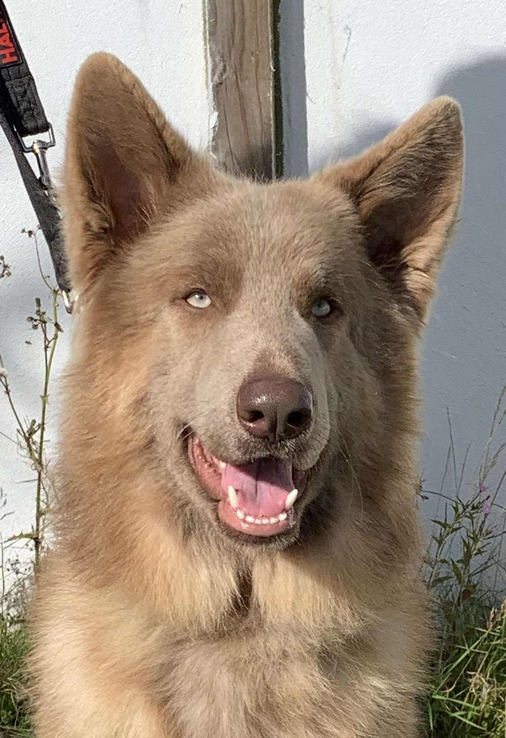Close-up of a friendly dog with tan fur, one blue and one brown eye, sitting outdoors near some plants, with a light-colored wall and a wooden post in the background.
