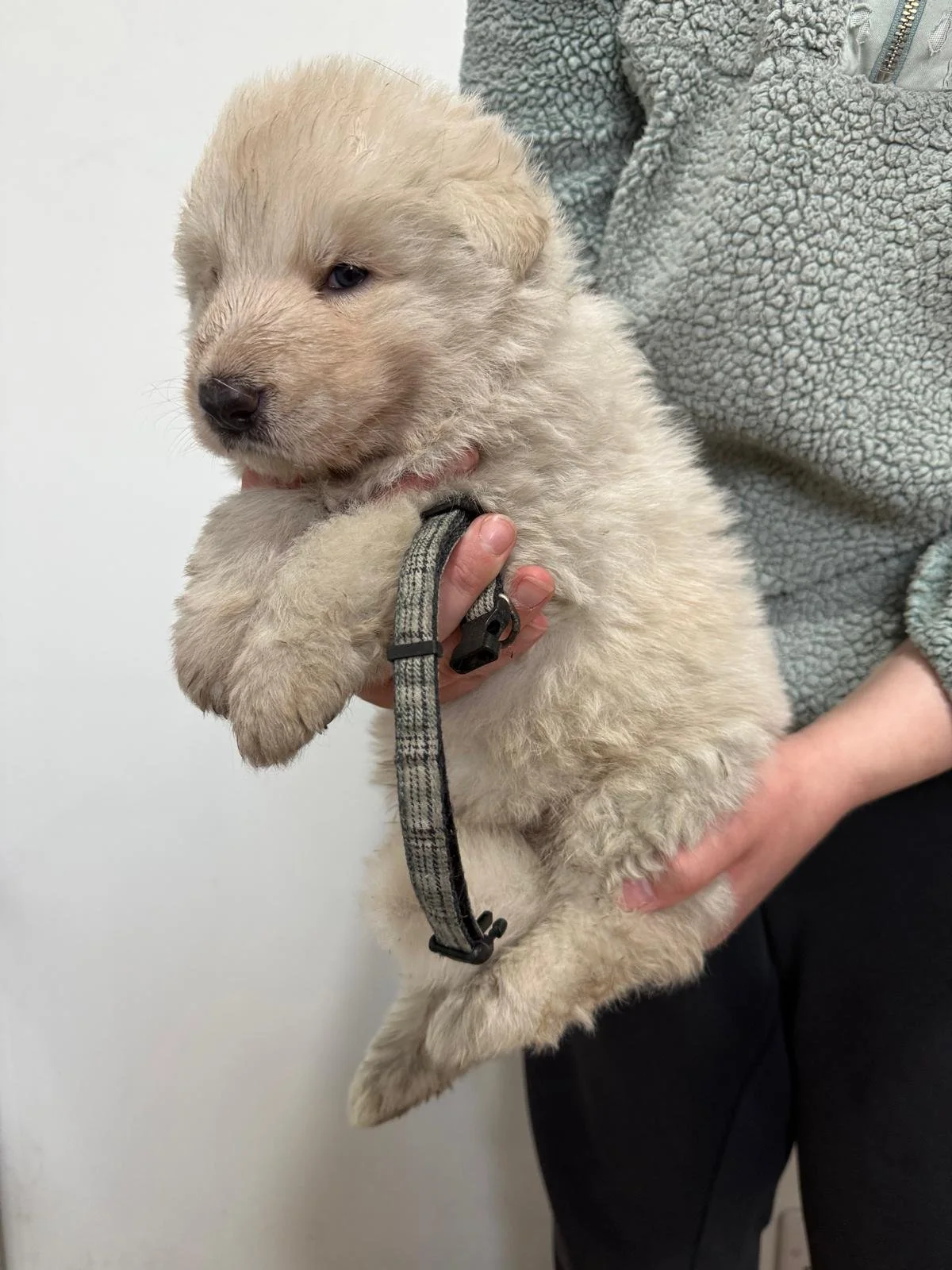 Person holding a very young German Shepherd puppy with a furry white coat.