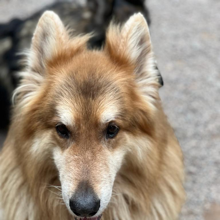 Close-up of a fluffy golden-brown German Shepherd dog with pointed ears and dark eyes, standing outdoors on a gravel surface.