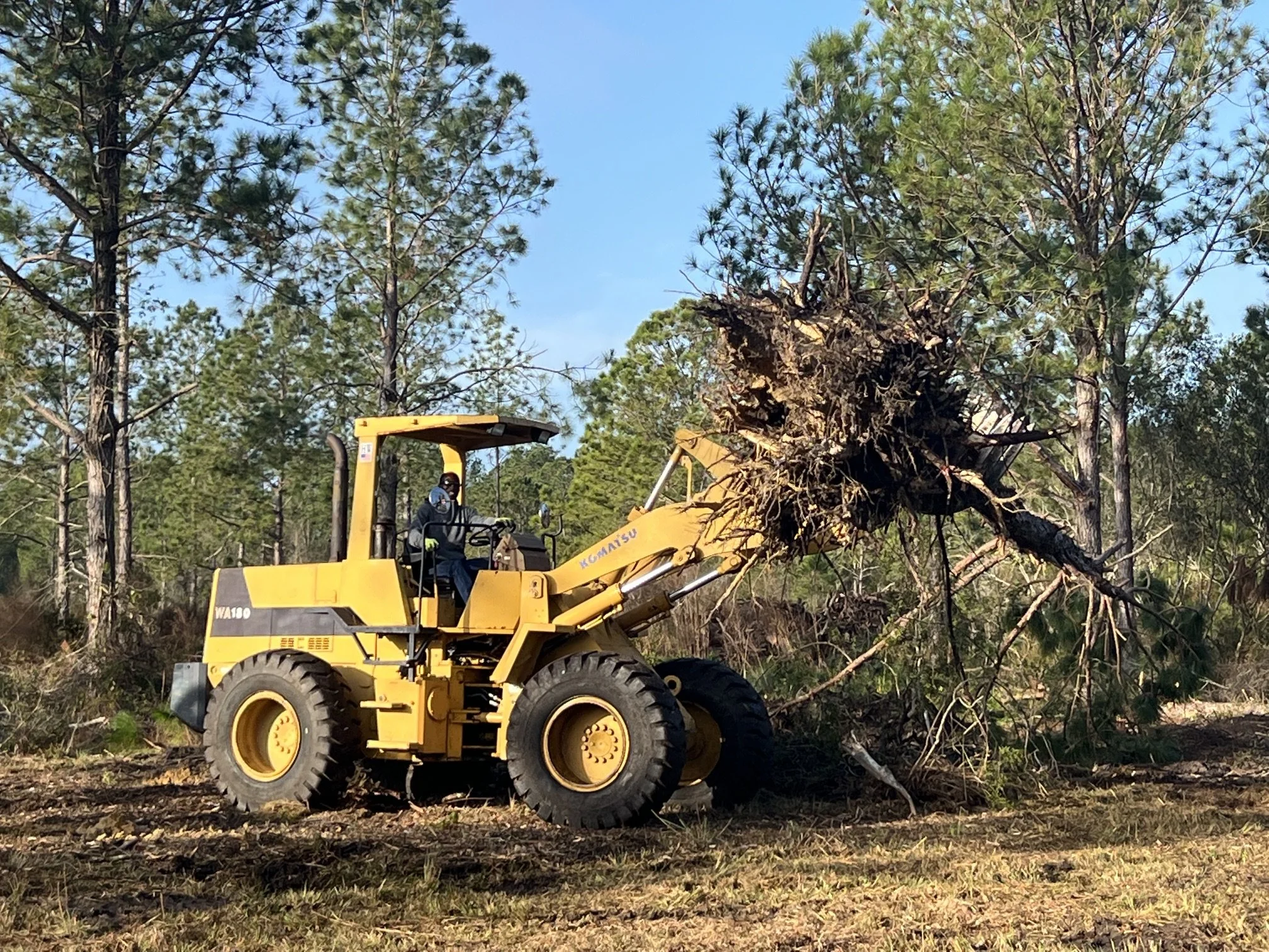 A yellow bulldozer clearing a fallen tree in a forested area with green pine trees and a blue sky in the background.