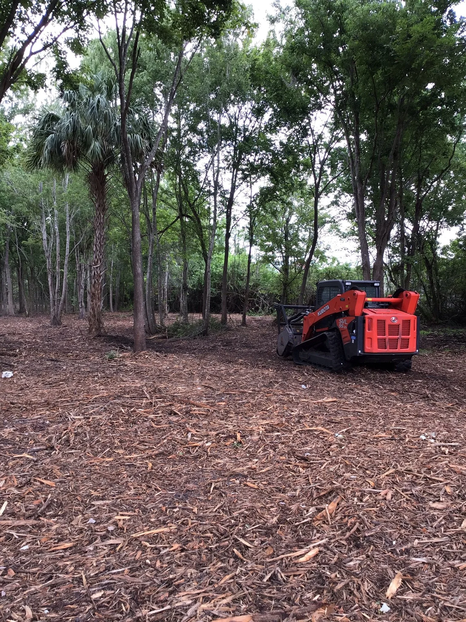 A forested area with many trees and a small orange construction vehicle on the ground, with scattered leaves and bark.