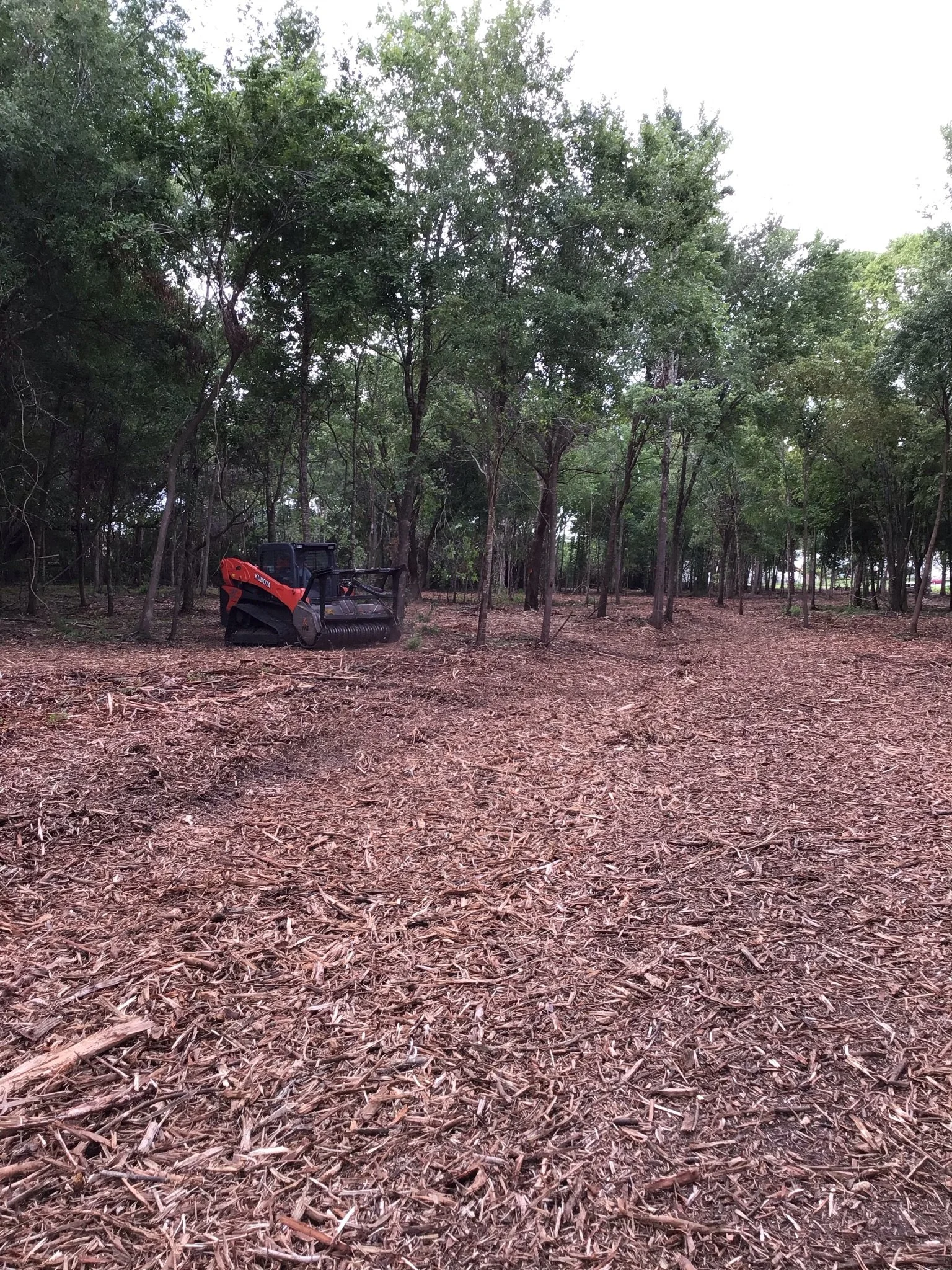 A small orange and black Bobcat compact track loader in a cleared wooded area with trees and dirt ground.