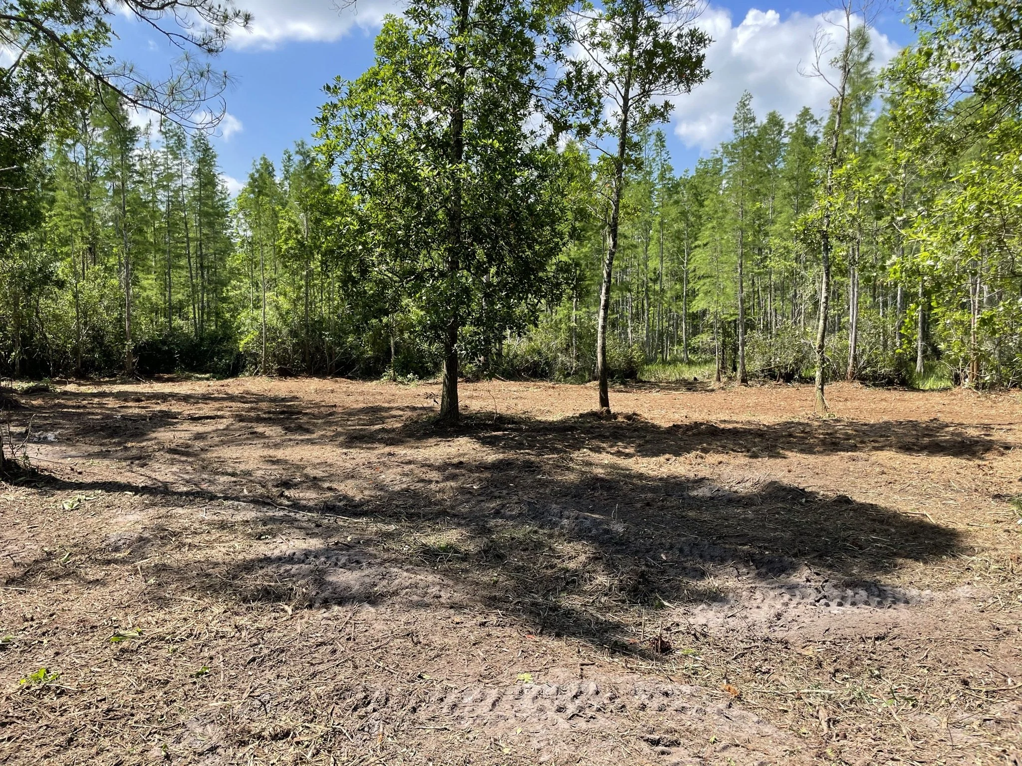 A partly cleared forest area with a dirt path, green trees, and a blue sky with some clouds.