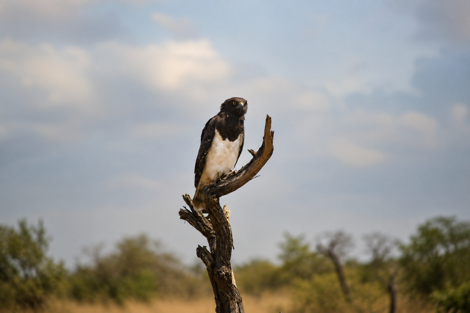 A dark-colored bird of prey, possibly an eagle or hawk, perched on a weathered, dead tree branch against a partly cloudy sky and distant trees in the background.