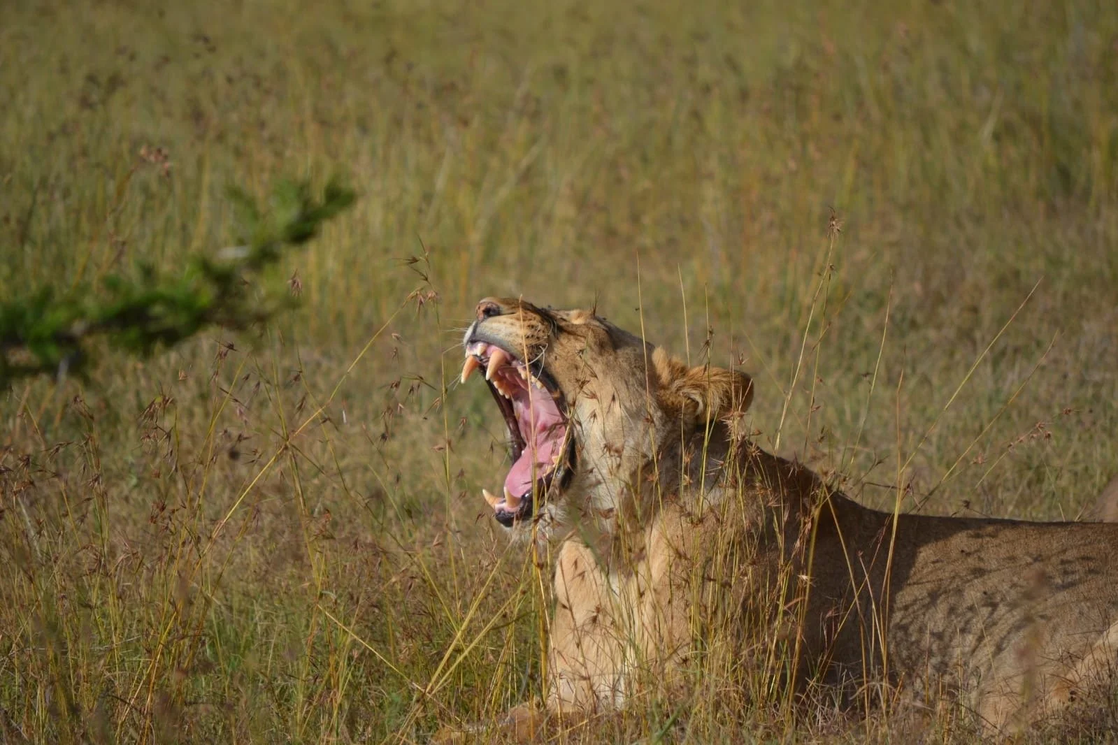 Wake Up to Wildlife: Staying in a Private House in the Kenyan Bush