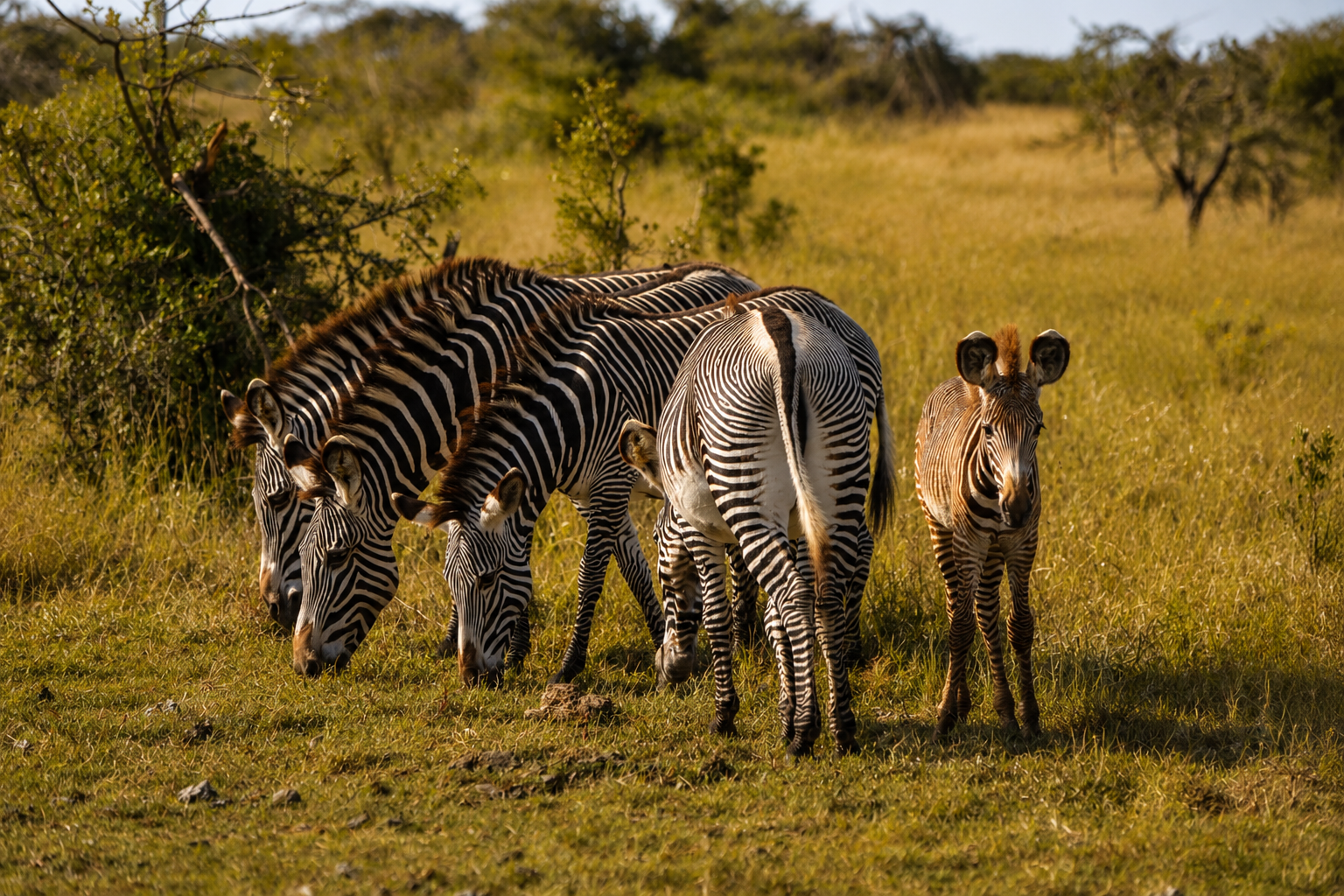 The Ultimate Guide to Laikipia Accommodation: Stay at Ol Maisor River House