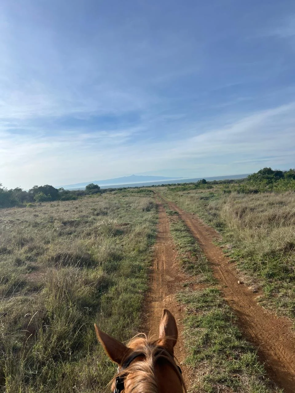 A wide dirt trail running through a grassy landscape under a blue sky, with a horse's head visible at the bottom of the image and mountains faintly visible in the distance.