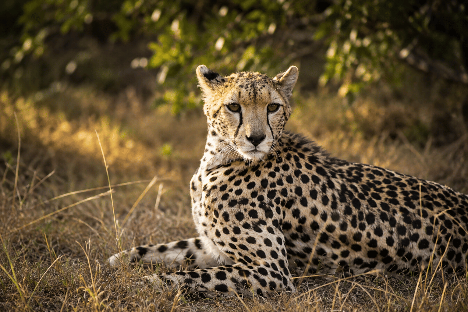 A resting cheetah lying on dry grass with green foliage in the background