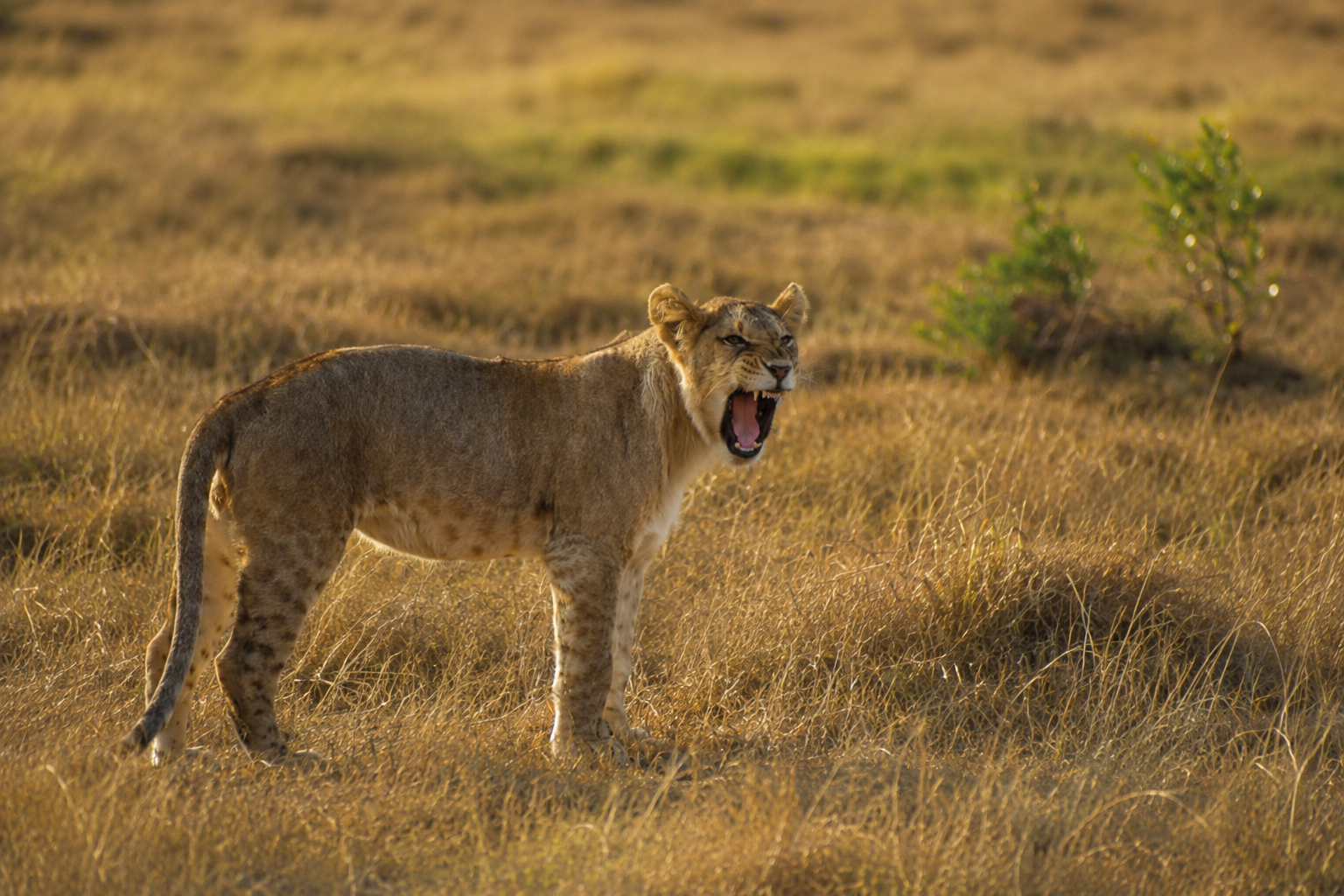 A lioness in a grassy savannah, roaring with mouth open, during golden hour.